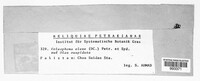 Coleophoma oleae image